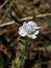 Cryptantha clevelandii