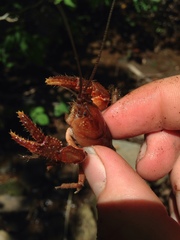 Cambarus asperimanus