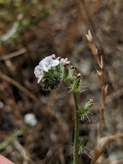 Cryptantha clevelandii