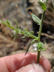 Cryptantha clevelandii