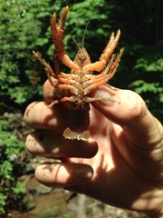 Cambarus asperimanus