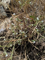 Cryptantha clevelandii