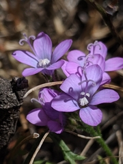 Gilia achilleifolia
