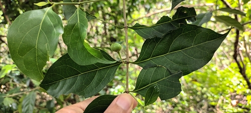 Cyclophyllum barbatum observed 2024-07-28