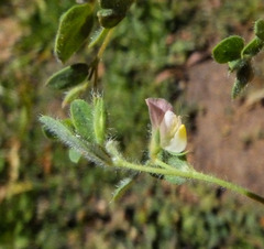 Acmispon americanus americanus