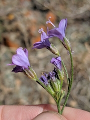 Gilia achilleifolia