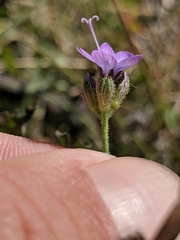 Gilia achilleifolia