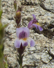Penstemon discolor