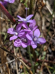 Gilia achilleifolia