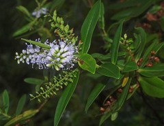 Veronica macrocarpa