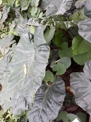 Alocasia macrorrhizos