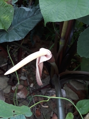 Alocasia macrorrhizos