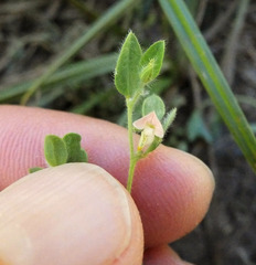 Acmispon americanus americanus