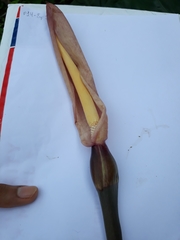 Alocasia macrorrhizos