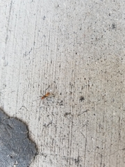 Insecta
