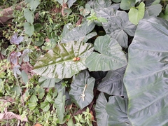 Alocasia macrorrhizos