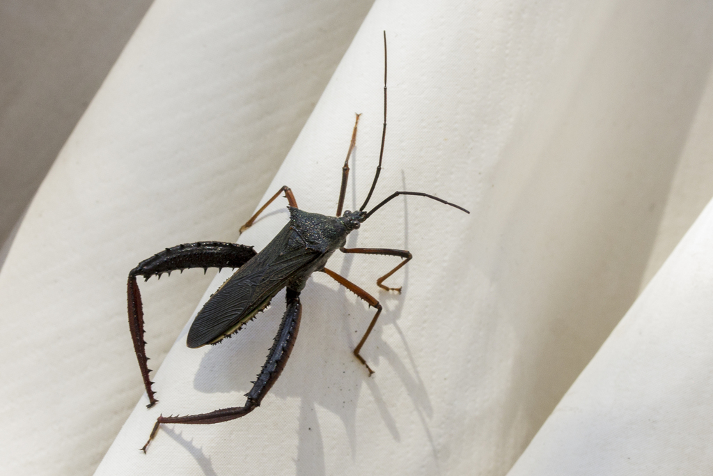 Stenometapodus impictus