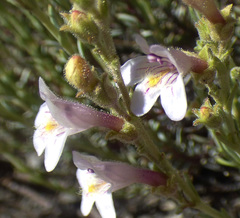 Penstemon discolor