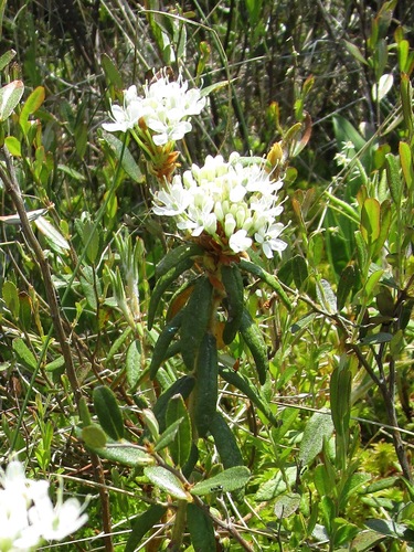 photo of Labrador Tea (Rhododendron groenlandicum)