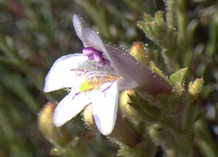 Penstemon discolor