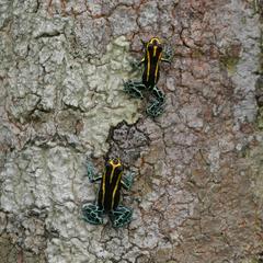 Ranitomeya variabilis