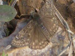 Erynnis juvenalis juvenalis