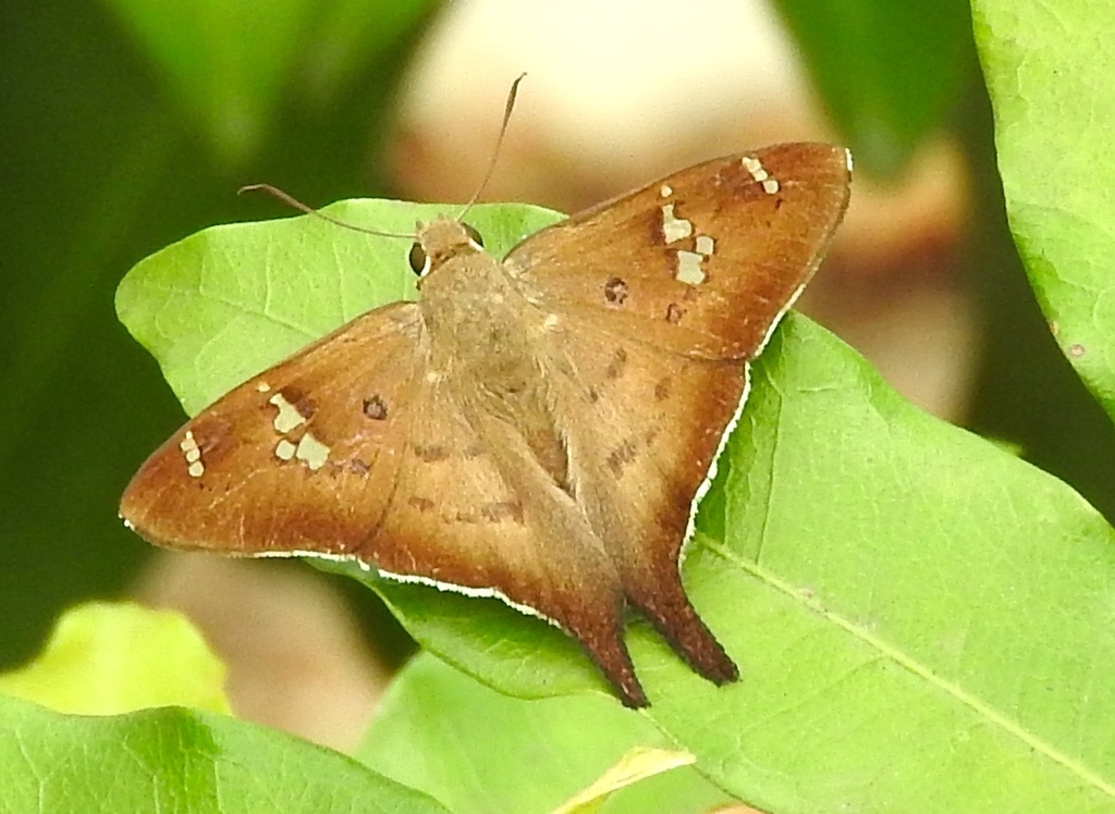 Mexican Longtail