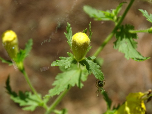 Image of Aureolaria pedicularia by no rights reserved
