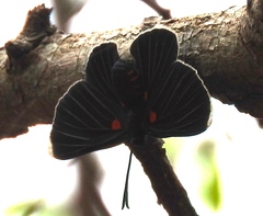 Melanis acroleuca acroleuca