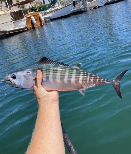 Bonito (Sarda lineolata) — Scombridae — 5
