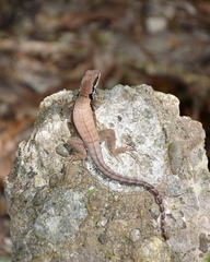 Leiocephalus macropus