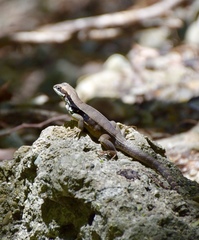 Leiocephalus macropus