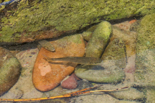 iNaturalist observation 2024-07-28