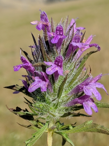 Image of Douglas' Mesa Mint (Pogogyne douglasii) by no rights reserved