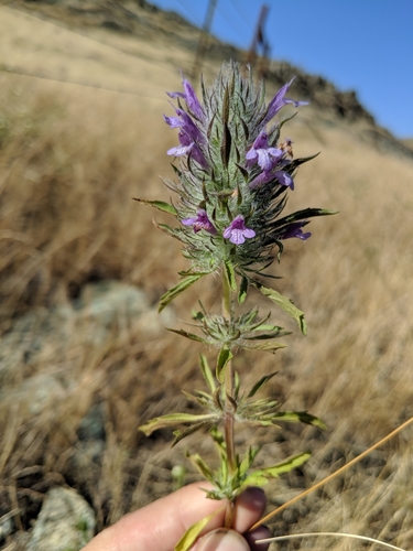 Image of Douglas' Mesa Mint (Pogogyne douglasii) by no rights reserved