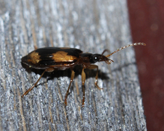 Lebia fuscata
