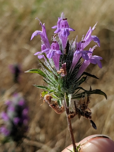 Image of Pogogyne douglasii by no rights reserved