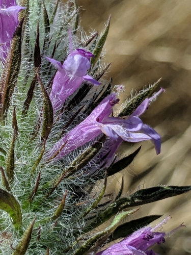 Image of Pogogyne douglasii by no rights reserved