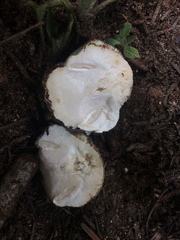 Agaricus moronii