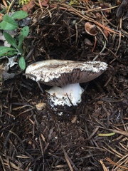 Agaricus moronii