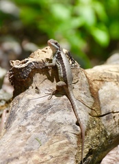 Leiocephalus macropus