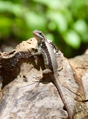 Leiocephalus macropus