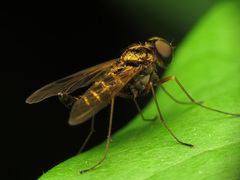 Chrysopilus fasciatus