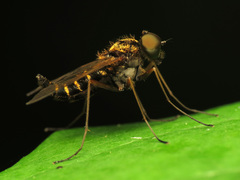 Chrysopilus fasciatus