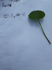 Hydrocotyle bonariensis