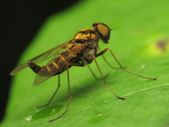Chrysopilus fasciatus