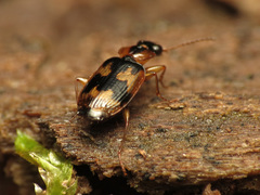 Phloeoxena signata