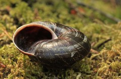 Monadenia subcarinata
