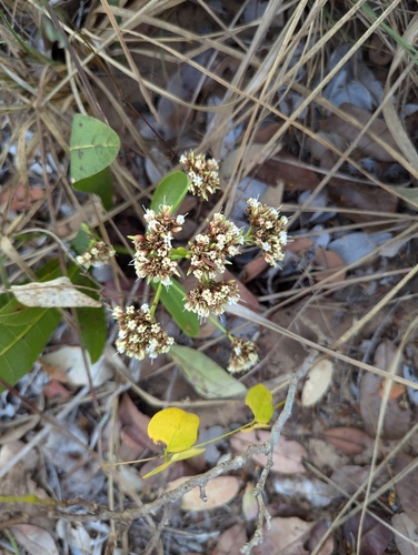 Foto de Cajuzinho-do-cerrado