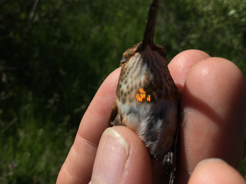 iNaturalist observation photo of Rufous Hummingbird